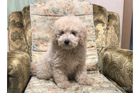 成約済の青森県のミディアムプードル-168917の2枚目